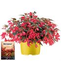Bild von Ms P12 Begonia groovy Rose